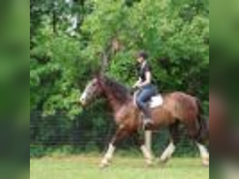 Clydesdale Gelding 7 years 17 hh Bay in Howell, MI