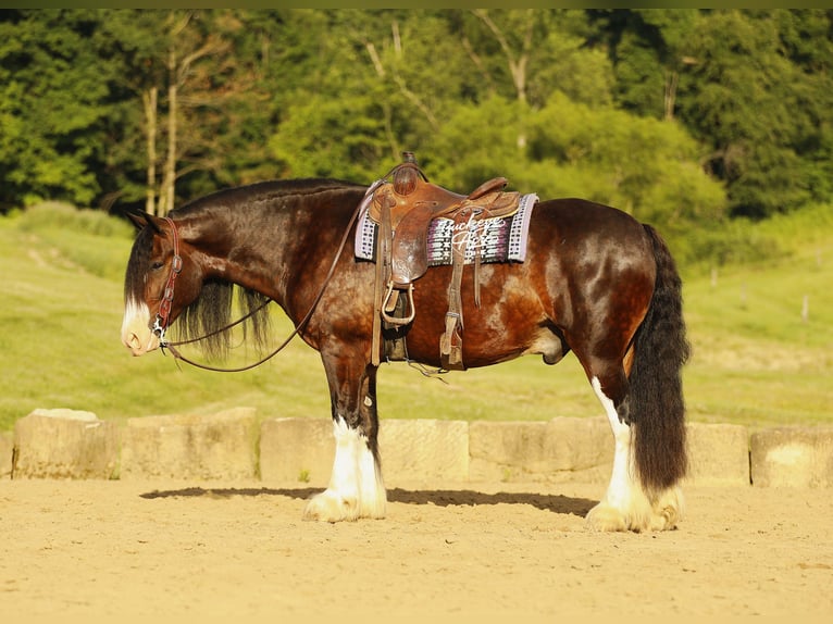 Clydesdale Mix Gelding 8 years 16 hh Bay-Dark in Millersburg