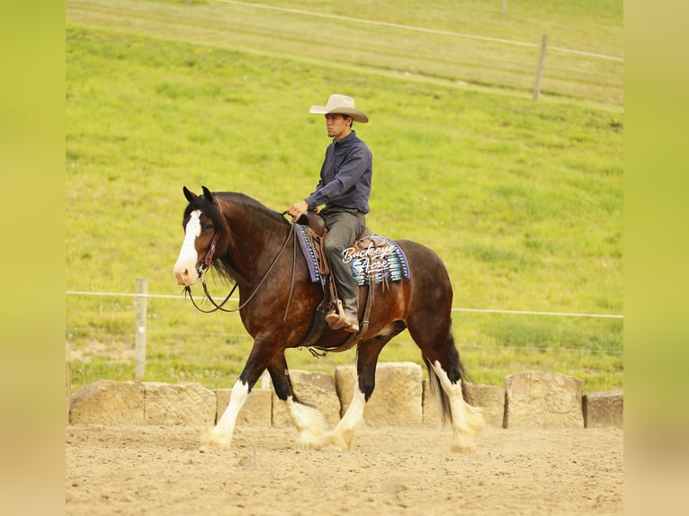 Clydesdale Mix Gelding 8 years 16 hh Bay-Dark in Millersburg
