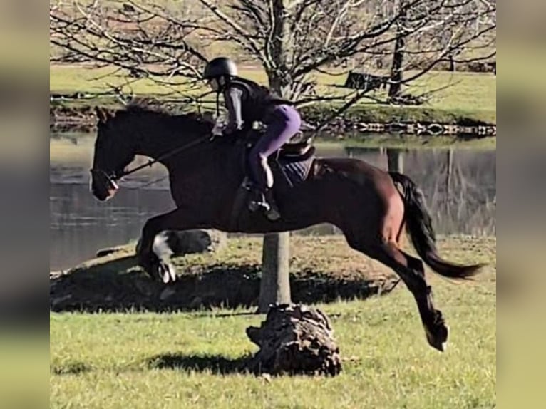 Clydesdale Gelding 8 years 16,1 hh Bay in Jeffersonton