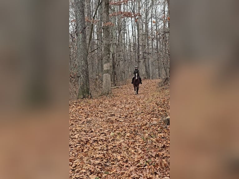 Clydesdale Gelding 8 years 16,1 hh Bay in Jeffersonton