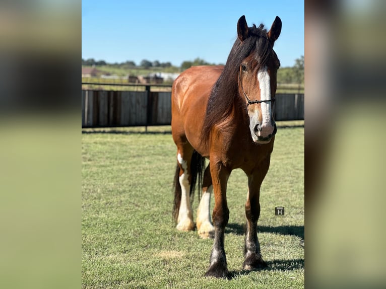 Clydesdale Gelding 8 years 17 hh Roan-Bay in Jacksboro TX