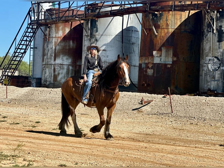 Clydesdale Gelding 8 years 17 hh Roan-Bay in Jacksboro TX