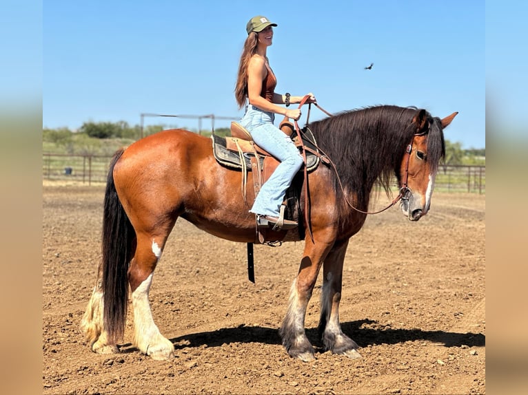 Clydesdale Gelding 8 years 17 hh Roan-Bay in Jacksboro TX