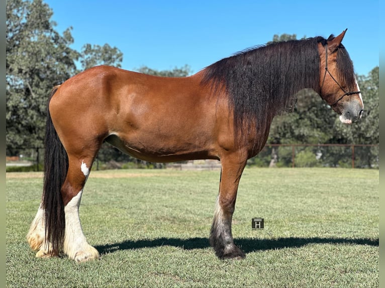 Clydesdale Gelding 8 years 17 hh Roan-Bay in Jacksboro TX