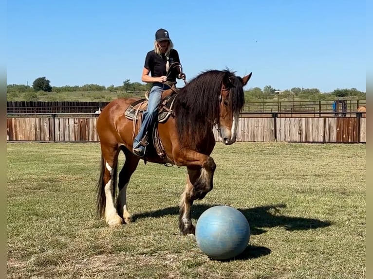 Clydesdale Gelding 8 years 17 hh Roan-Bay in Jacksboro TX