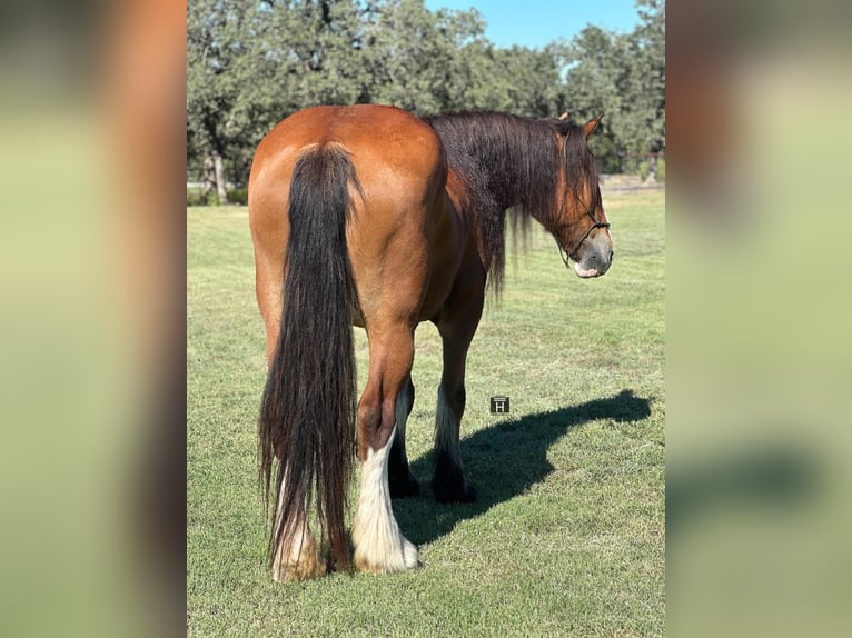 Clydesdale Gelding 8 years 17 hh Roan-Bay in Jacksboro TX