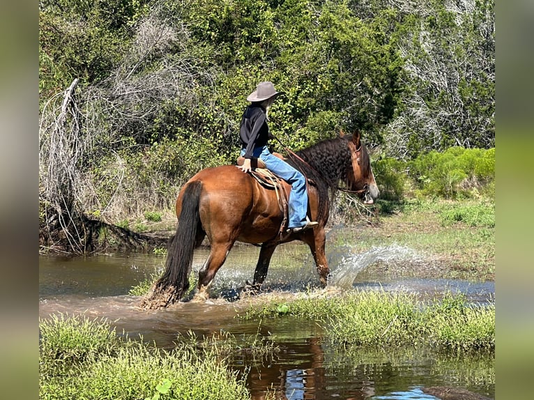 Clydesdale Gelding 8 years 17 hh Roan-Bay in Jacksboro TX