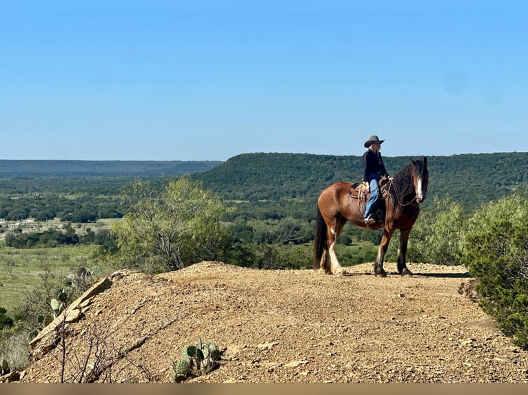 Clydesdale Gelding 8 years 17 hh Roan-Bay in Jacksboro TX