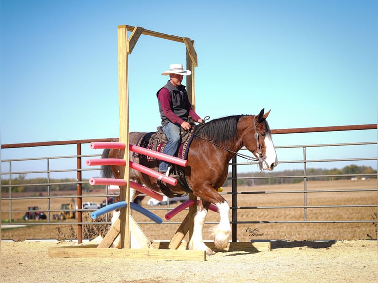 Clydesdale Gelding 9 years 17,1 hh Bay in Fairbank