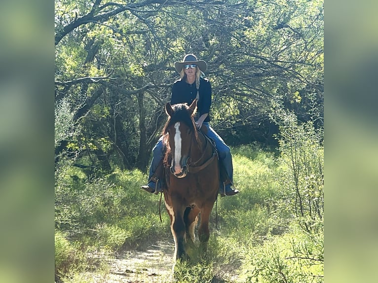 Clydesdale Gelding 9 years 17 hh Roan-Bay in Jacksboro TX