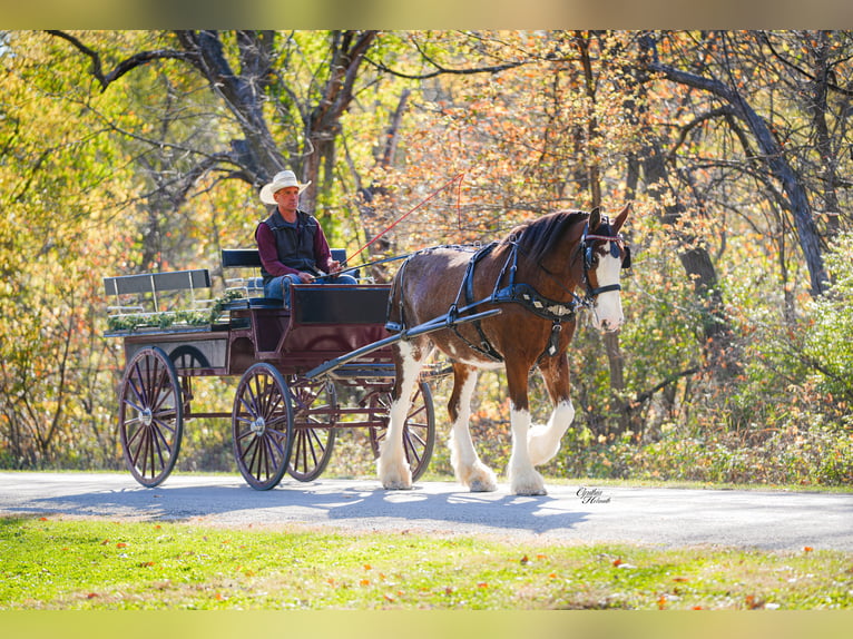 Clydesdale Gelding 9 years 17,1 hh Bay in Fairbank Clydesdale Gelding 9 years 17,1 hh Bay in Fairbank