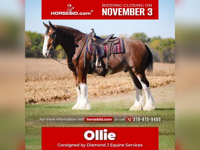 Clydesdale Gelding 9 years 17,1 hh Bay in Fairbank Clydesdale Gelding 9 years 17,1 hh Bay in Fairbank