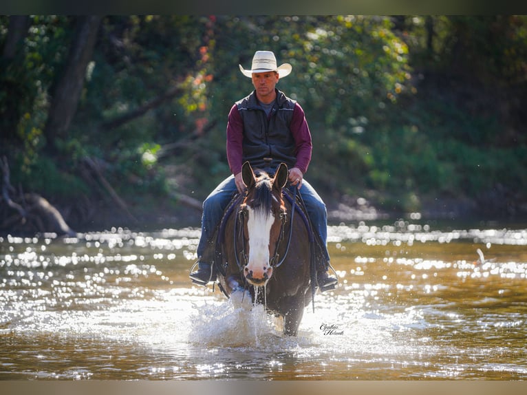 Clydesdale Gelding 9 years 17,1 hh Bay in Fairbank Clydesdale Gelding 9 years 17,1 hh Bay in Fairbank