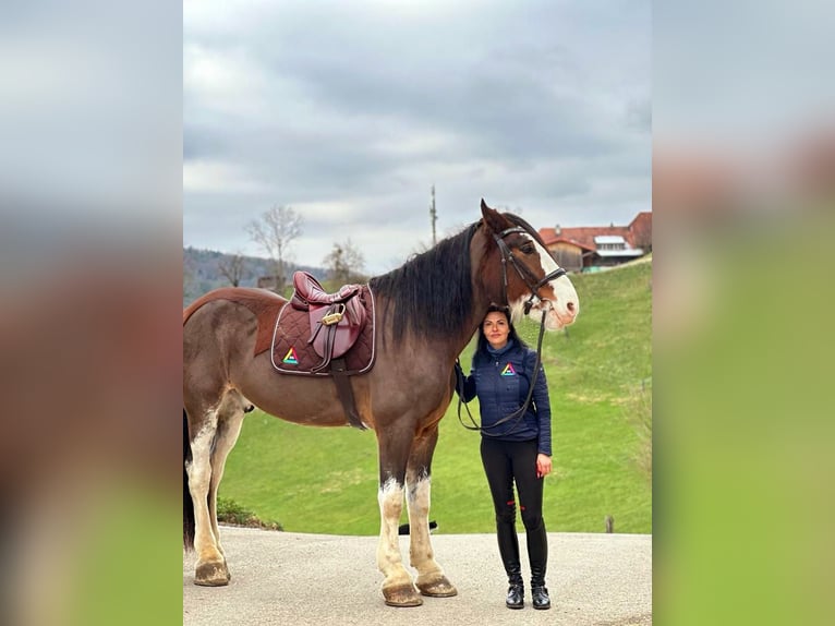 Clydesdale Gelding 9 years 18,1 hh Bay in Kappel
