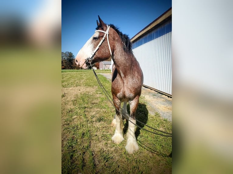 Clydesdale Giumenta 11 Anni 173 cm Baio roano in Somerset