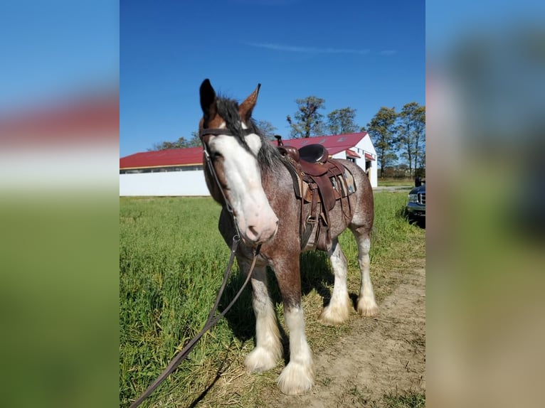 Clydesdale Giumenta 11 Anni 173 cm Baio roano in Somerset