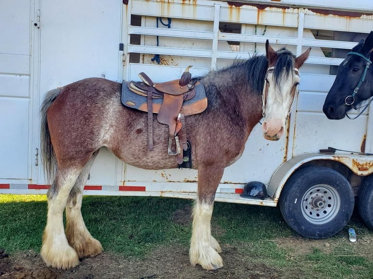 Clydesdale Giumenta 11 Anni 173 cm Baio roano in Somerset