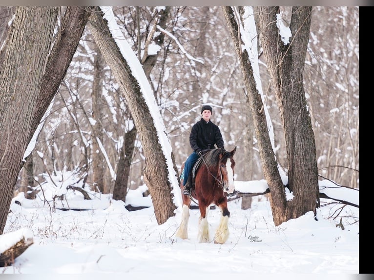 Clydesdale Giumenta 11 Anni 180 cm Baio ciliegia in Fairbank