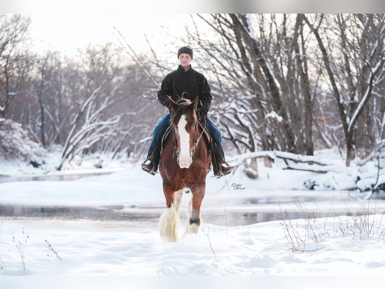 Clydesdale Giumenta 11 Anni 180 cm Baio ciliegia in Fairbank