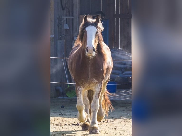 Clydesdale Giumenta 12 Anni 170 cm Baio in Adlkofen