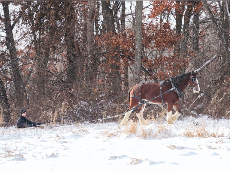 Clydesdale Giumenta 12 Anni 180 cm Baio ciliegia in Fairbank