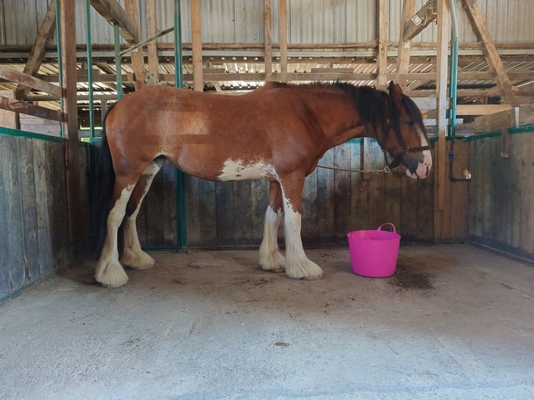 Clydesdale Giumenta 13 Anni 175 cm Baio in Lübeck