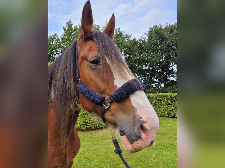 Clydesdale Giumenta 14 Anni 165 cm Baio in Varel