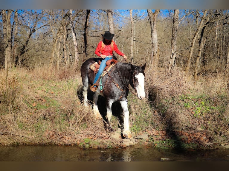 Clydesdale Giumenta 14 Anni 173 cm Morello in Flemingsburg, KY