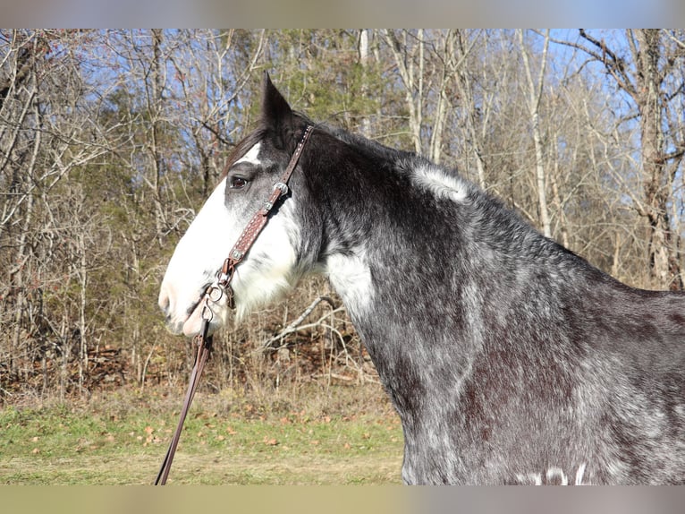 Clydesdale Giumenta 14 Anni 173 cm Morello in Flemingsburg, KY