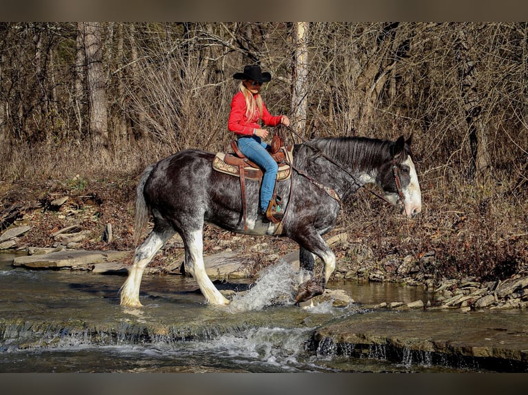 Clydesdale Giumenta 14 Anni 173 cm Morello in Flemingsburg, KY