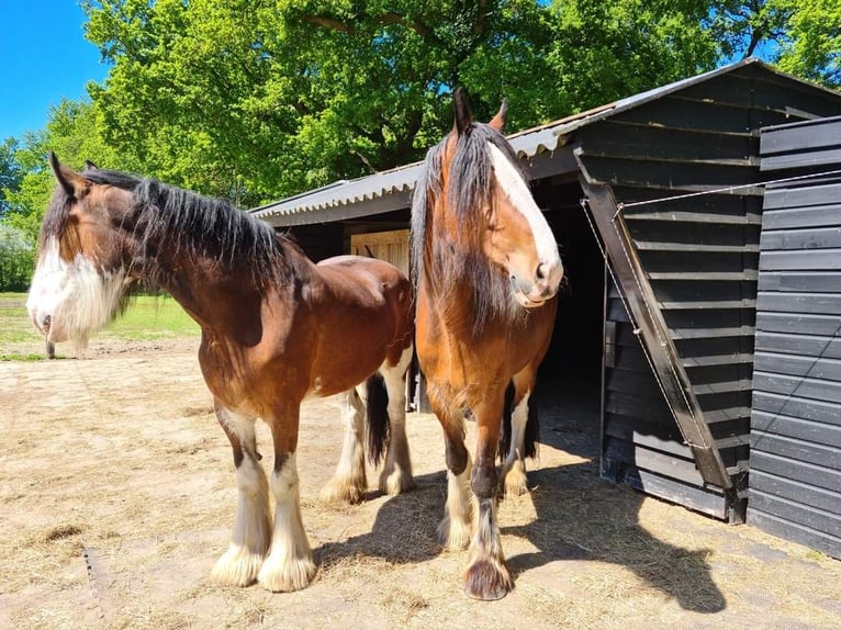 Clydesdale Giumenta 14 Anni 179 cm Baio scuro in Tynaarlo