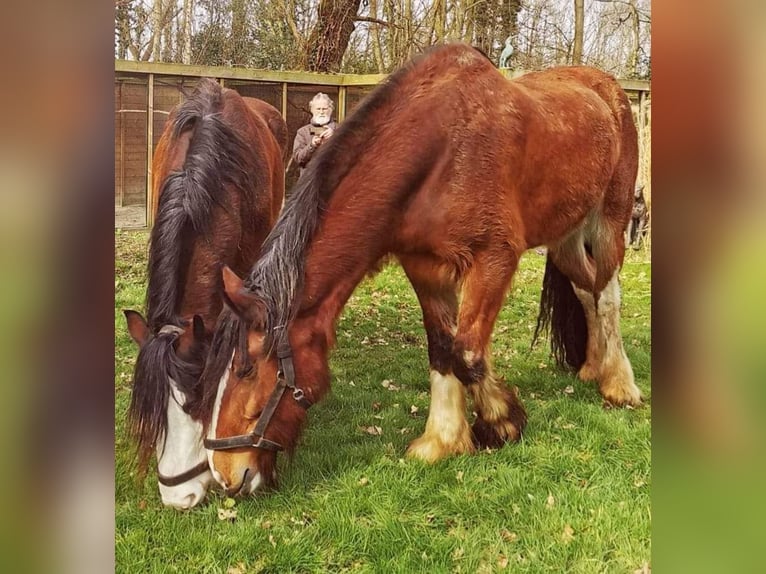 Clydesdale Giumenta 14 Anni 179 cm Baio scuro in Tynaarlo