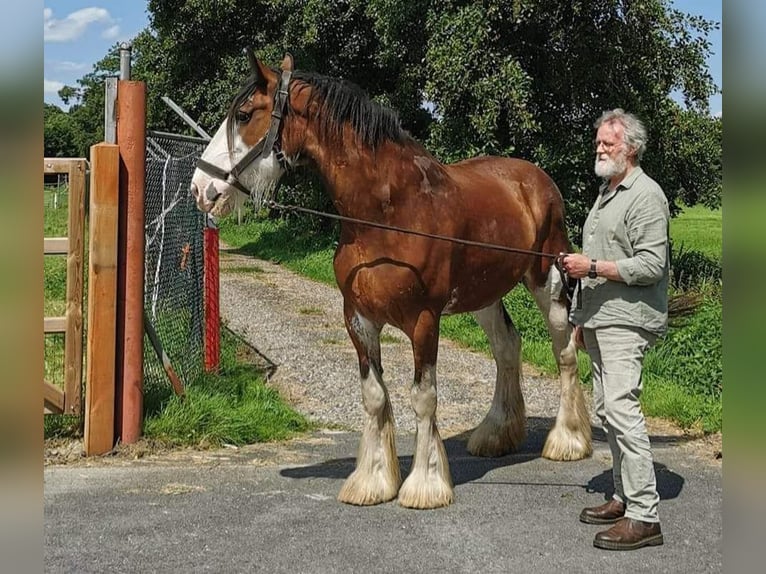 Clydesdale Giumenta 14 Anni 179 cm Baio scuro in Tynaarlo