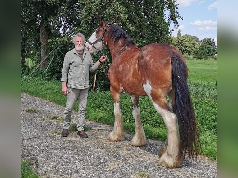 Clydesdale Giumenta 14 Anni 179 cm Baio scuro in Tynaarlo