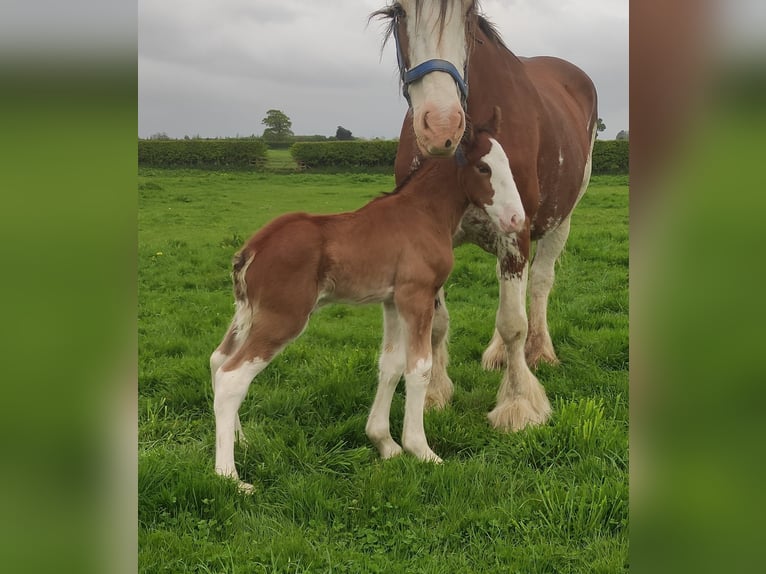 Clydesdale Giumenta 16 Anni 180 cm Baio ciliegia in york