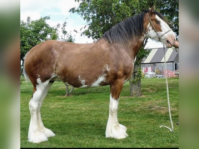 Clydesdale Giumenta 17 Anni 180 cm Baio ciliegia in york