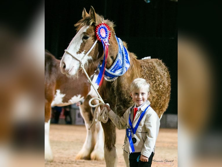 Clydesdale Giumenta 17 Anni 180 cm Baio ciliegia in york