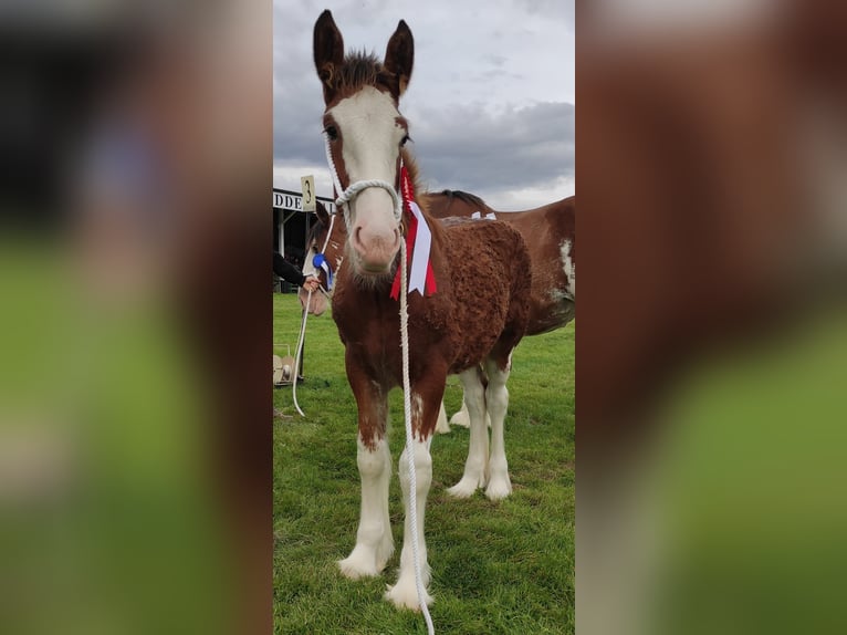 Clydesdale Giumenta 17 Anni 180 cm Baio ciliegia in york