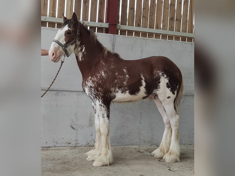 Clydesdale Giumenta 17 Anni 180 cm Baio ciliegia in york