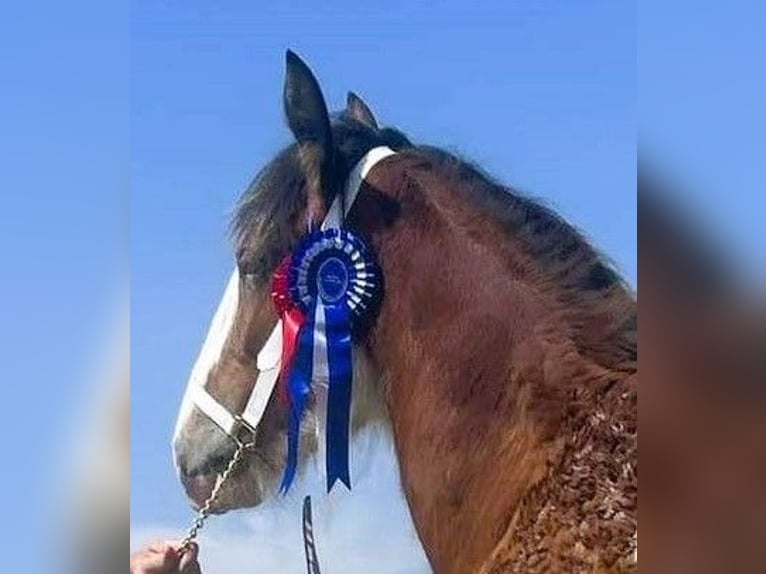 Clydesdale Giumenta 2 Anni in whitegate