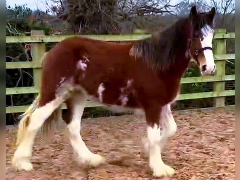 Clydesdale Giumenta 2 Anni in whitegate