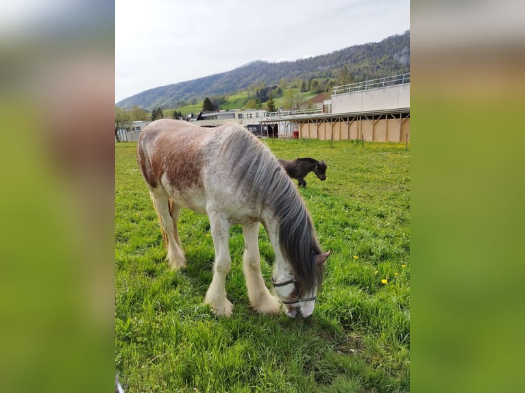 Clydesdale Giumenta 2 Anni Roano rosso in Gänsbrunnen