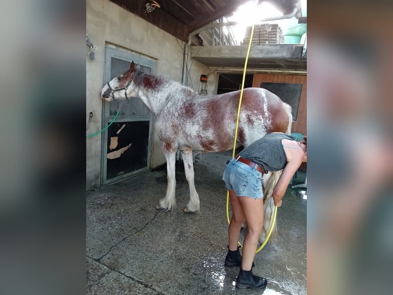 Clydesdale Giumenta 2 Anni Roano rosso in Gänsbrunnen