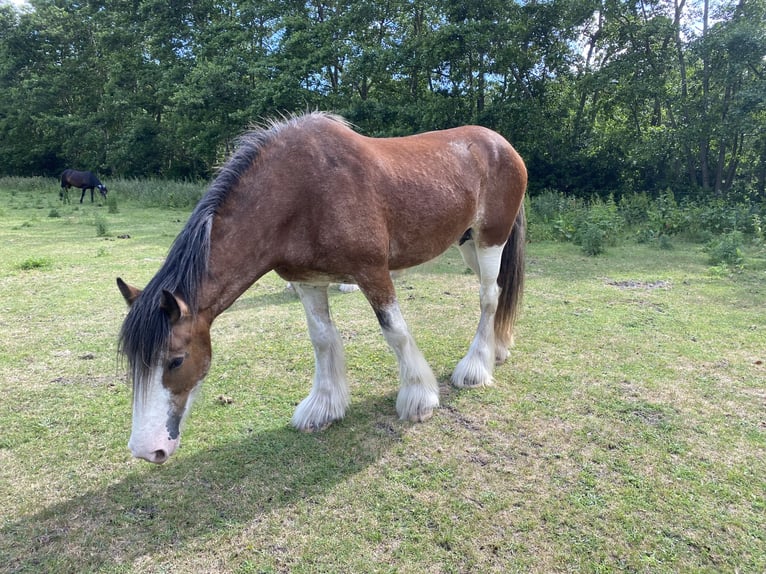 Clydesdale Giumenta 3 Anni 160 cm Roano rosso in Burgh Haamstede