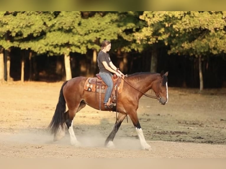 Clydesdale Mix Giumenta 3 Anni 163 cm Baio ciliegia in Auburn, KY