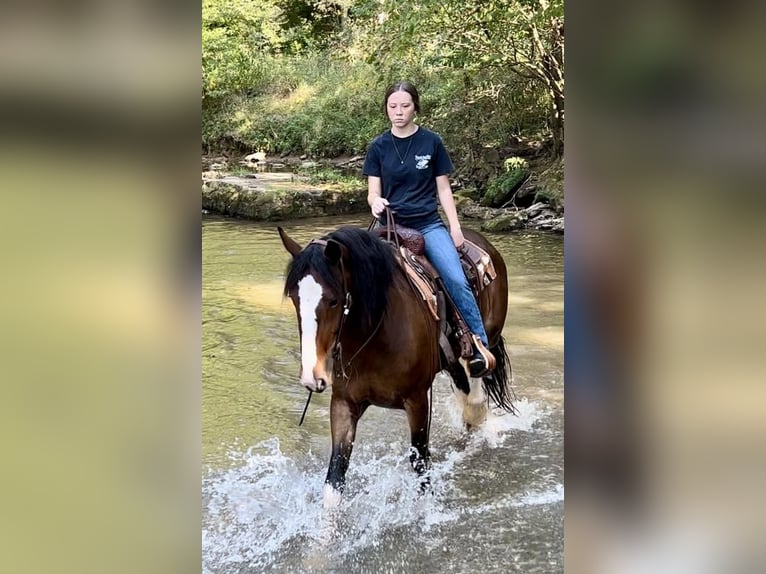 Clydesdale Mix Giumenta 3 Anni 163 cm Baio ciliegia in Auburn, KY