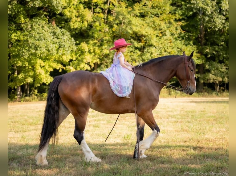 Clydesdale Mix Giumenta 3 Anni 163 cm Baio ciliegia in Auburn, KY