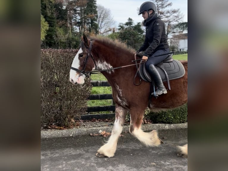 Clydesdale Giumenta 3 Anni 166 cm Baio roano in Down