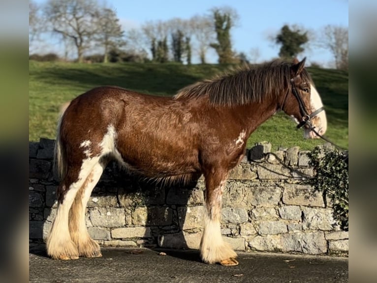 Clydesdale Giumenta 3 Anni 166 cm Baio roano in Down